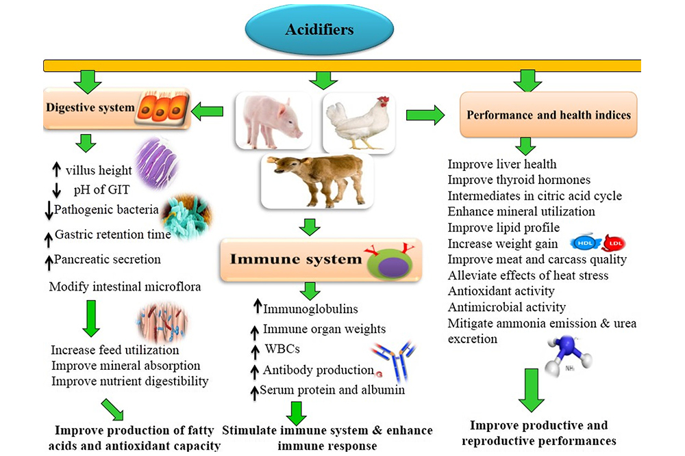 Acidifiers