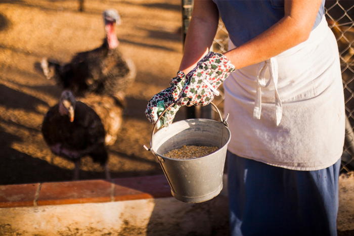 Broiler Feed