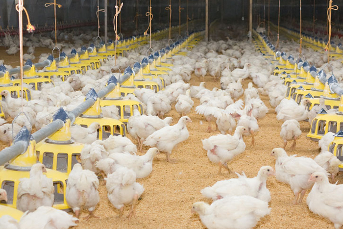 Poultry Farm Management Products